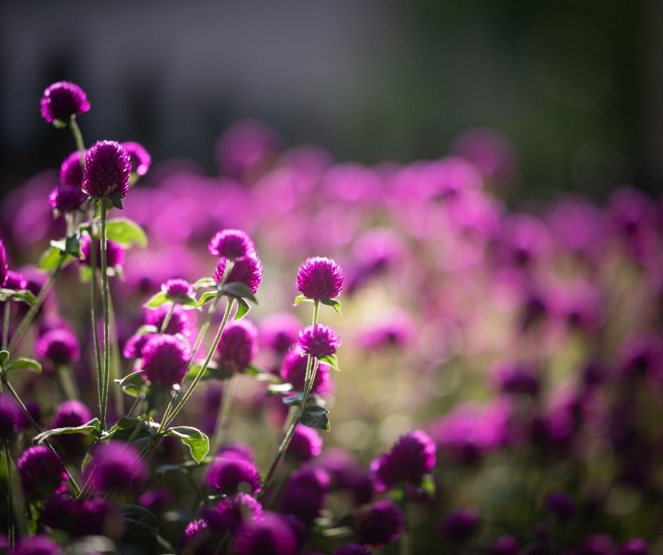 globe amaranth
